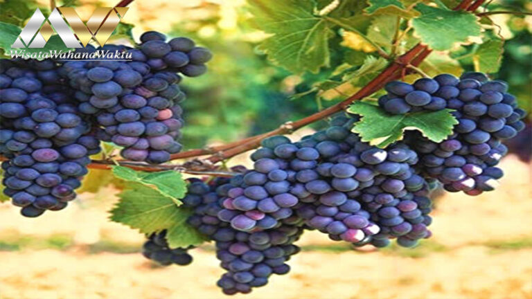 Kebun Anggur Malta: Tur Pecinta Anggur